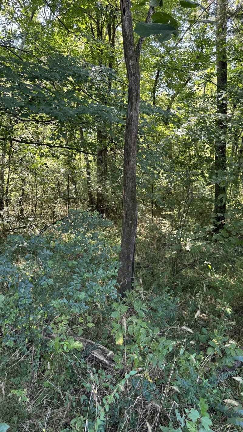 8322 Horton Hwy, College Grove, TN 37046