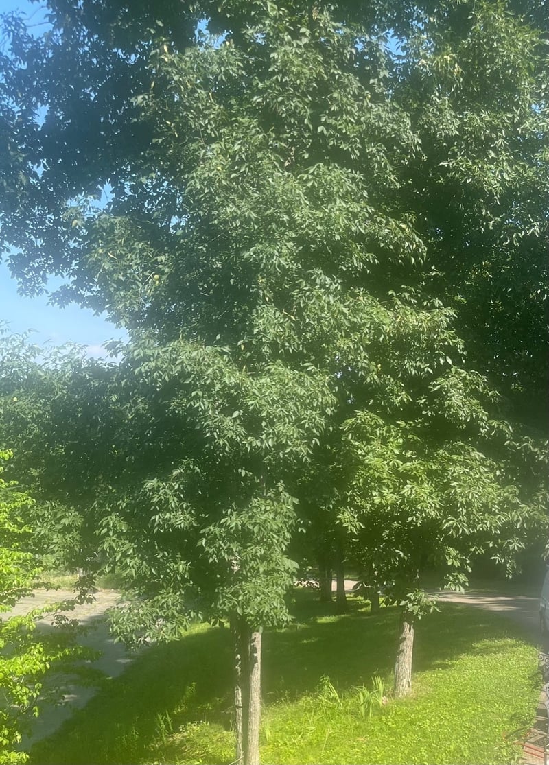933 Bluff Rd, Brentwood, TN 37027