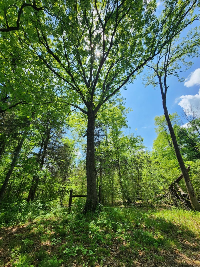 Murray Kittrell Rd Lot 11.63, Readyville, TN 37149
