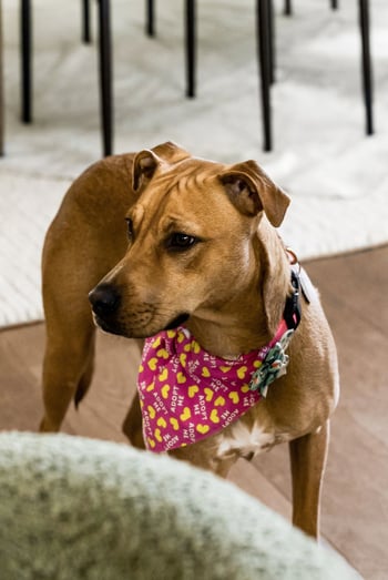 4328 General Bate Dr, Nashville, TN 37204