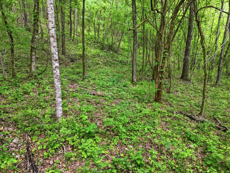 78 Dog Branch Rd, Pleasant Shade, TN 37145