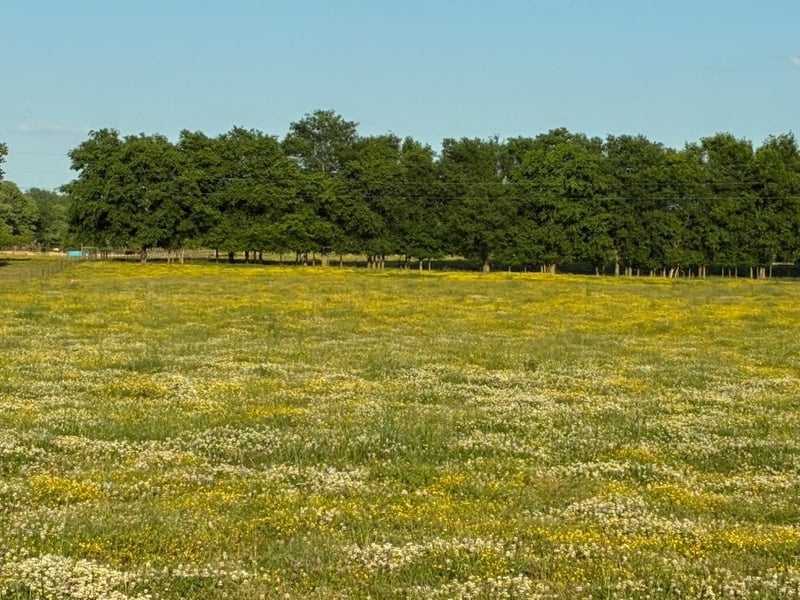 Dry Creek Rd, Mount Pleasant, TN 38474