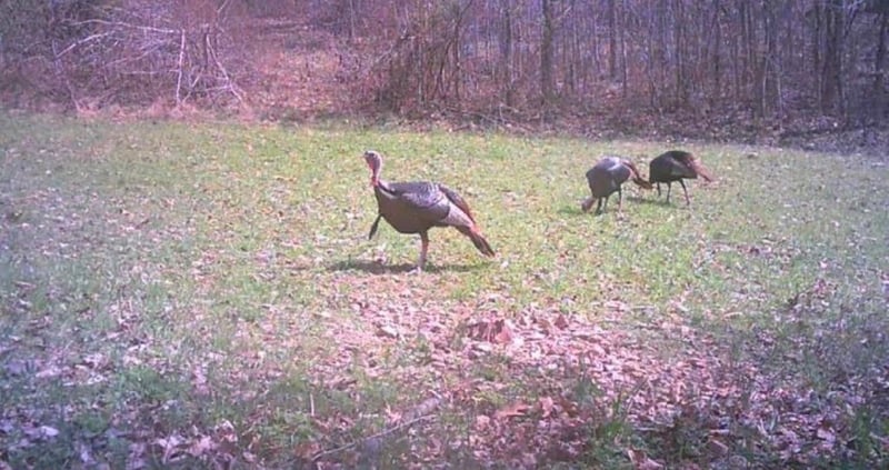 8526 Crawley Hill Rd, Mount Pleasant, TN 38474