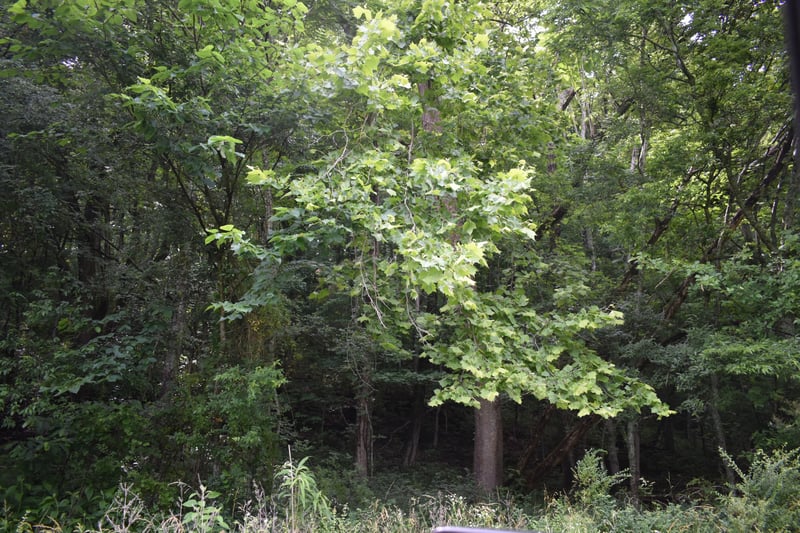 0 Pleasant Shade Hwy Lot 17, Pleasant Shade, TN 37145