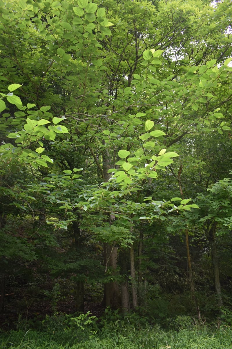 0 Pleasant Shade Hwy Lot 18, Pleasant Shade, TN 37145