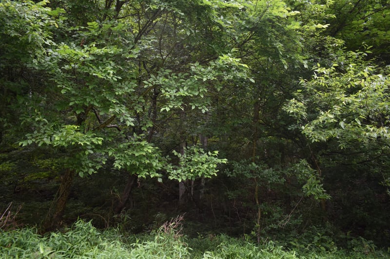0 Pleasant Shade Hwy Lot 18, Pleasant Shade, TN 37145