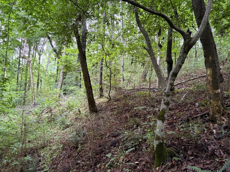 Ivy Hollow Rd, Mount Pleasant, TN 38474