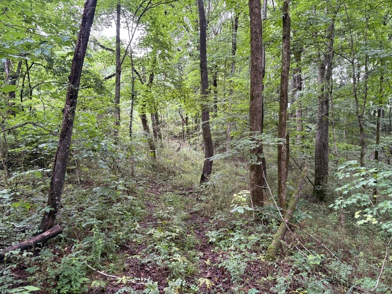 Ivy Hollow Rd, Mount Pleasant, TN 38474