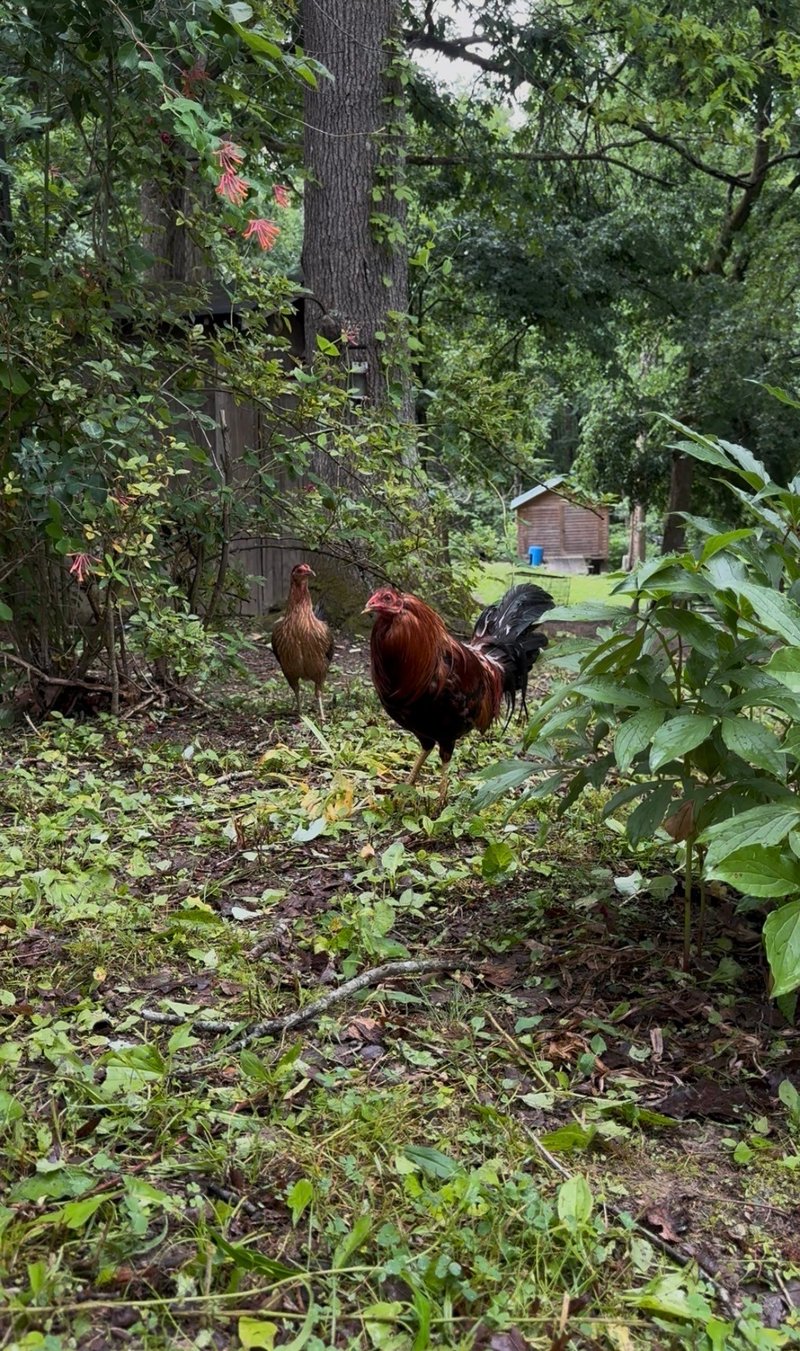 5849 Bending Chestnut Rd, Franklin, TN 37064