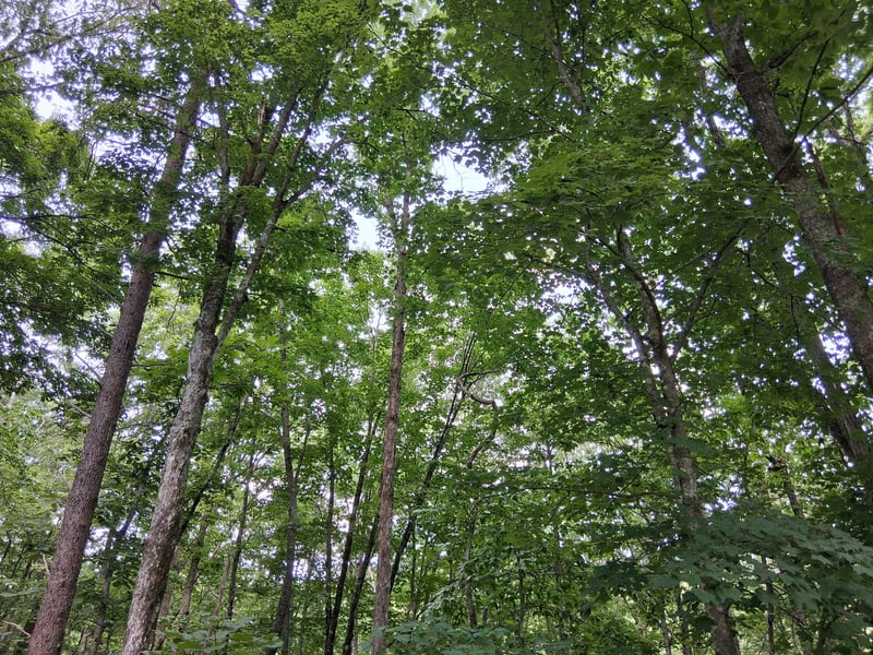 Mcdonald Loop, Dickson, TN 37055