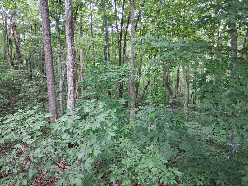 Mcdonald Loop, Dickson, TN 37055