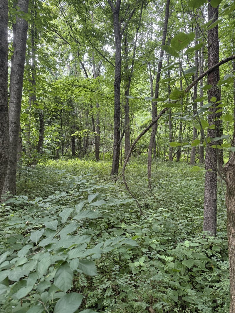 Horseshoe Rd, Cross Plains, TN 37049