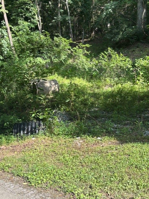 Seymour Hollow Rd, Whites Creek, TN 37189