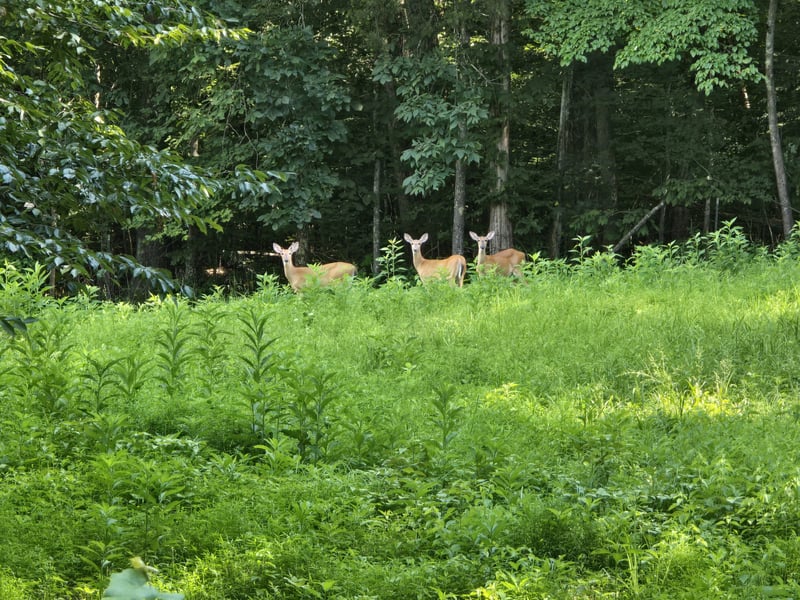 0 Piney Rd, Dickson, TN 37055