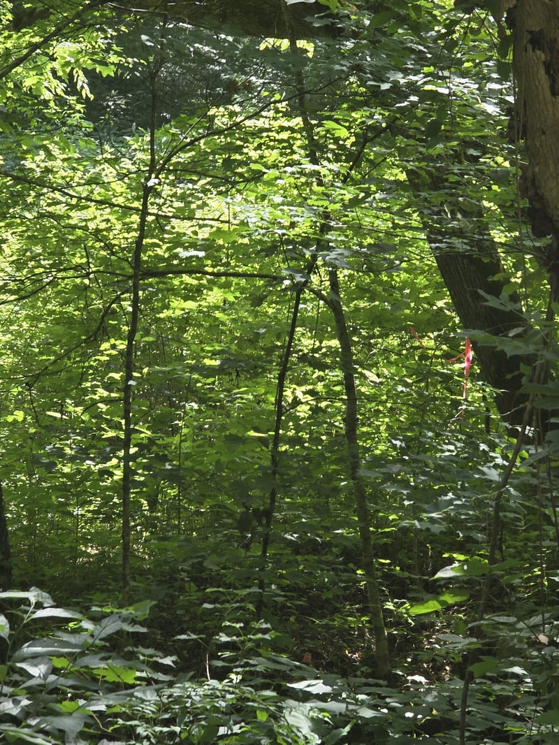 Difficult Ln, Pleasant Shade, TN 37145