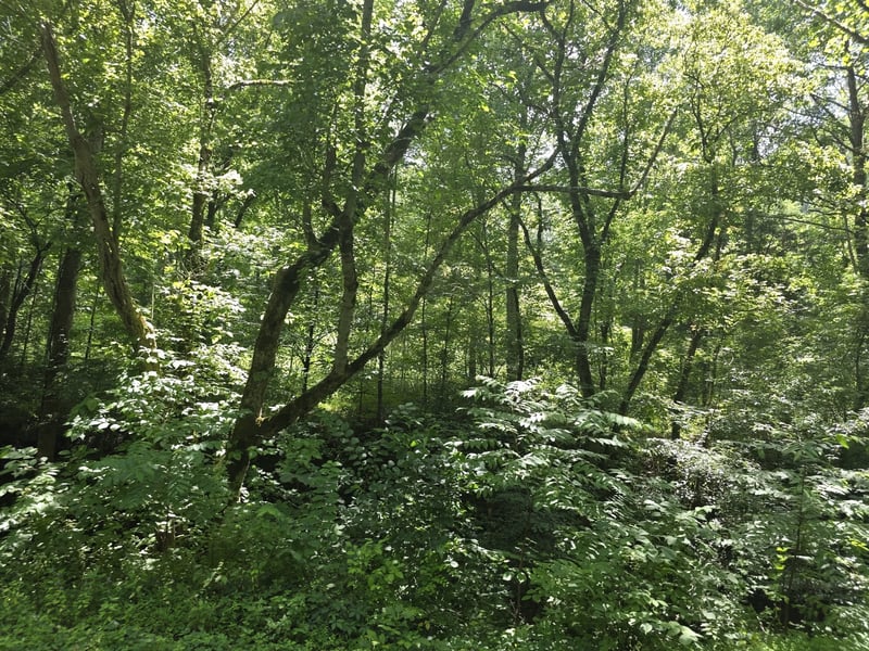 Difficult Ln, Pleasant Shade, TN 37145
