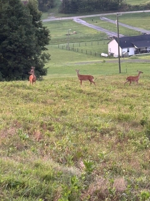 256 Enigma Rd, Chestnut Mound, TN 38552