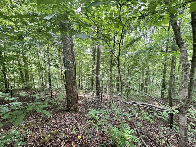 Les Hughes Rd, Fairview, TN 37062