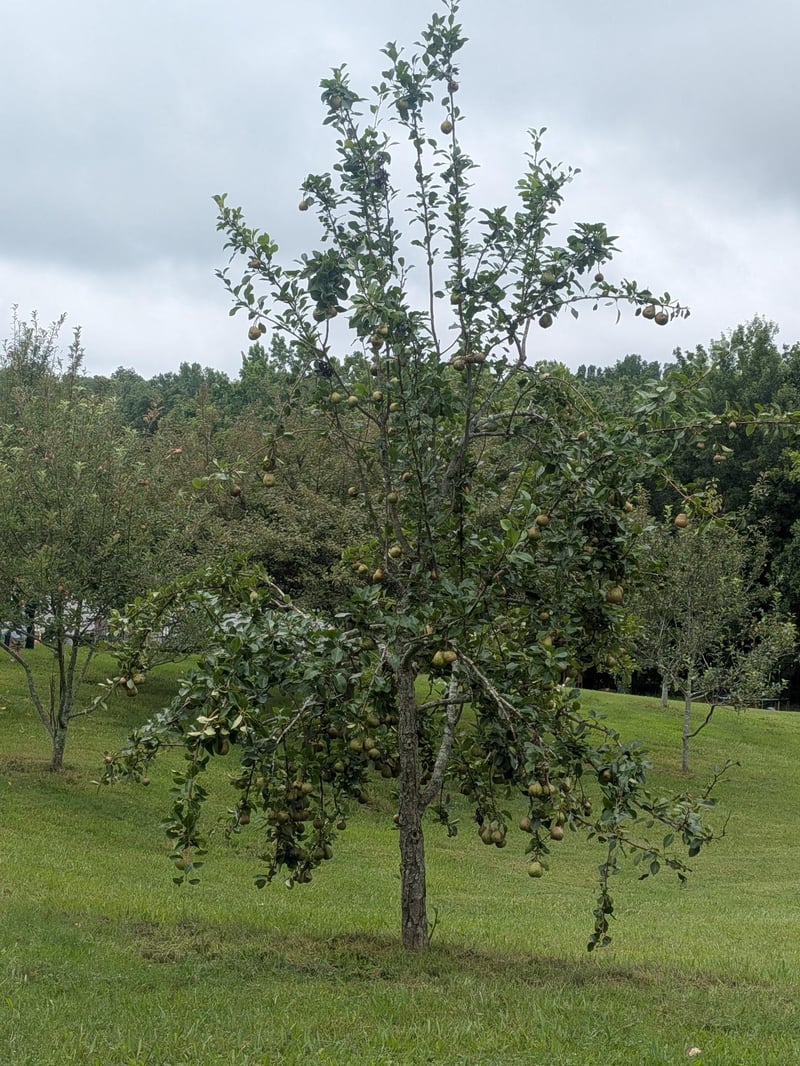 119 Fred Rd, Bon Aqua, TN 37025