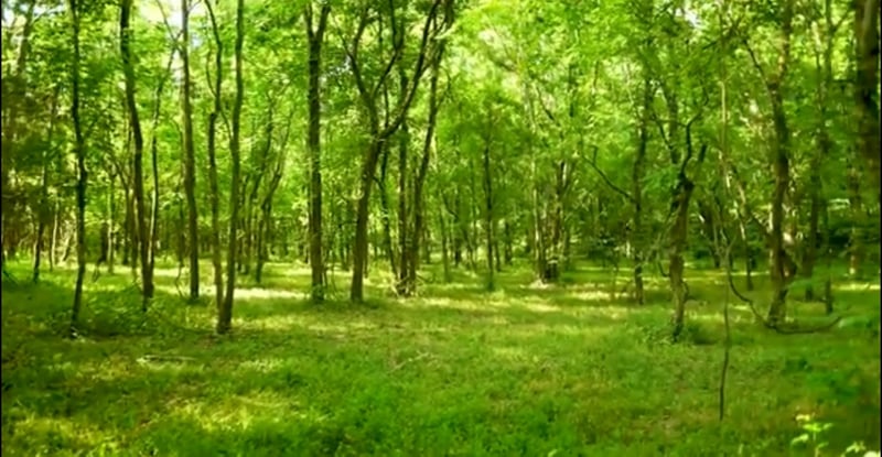 4 Reece Church Rd Lot 4, Columbia, TN 38401