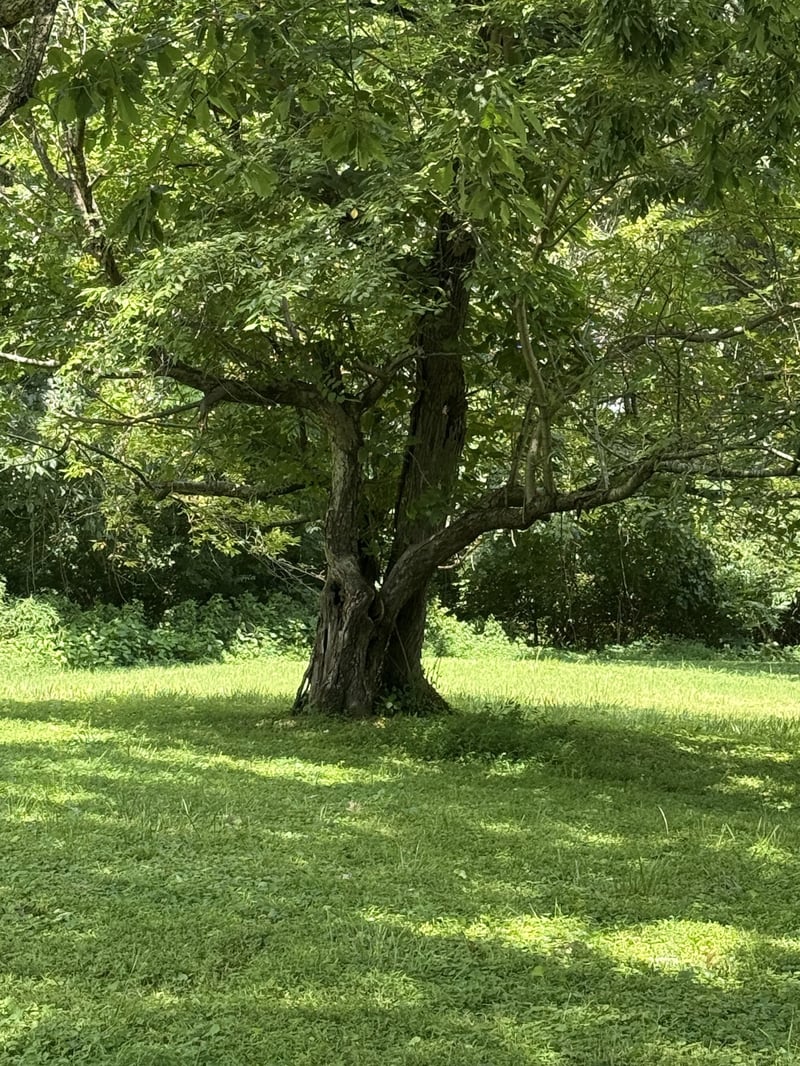 Windsor Dr Lot 1, Gallatin, TN 37066