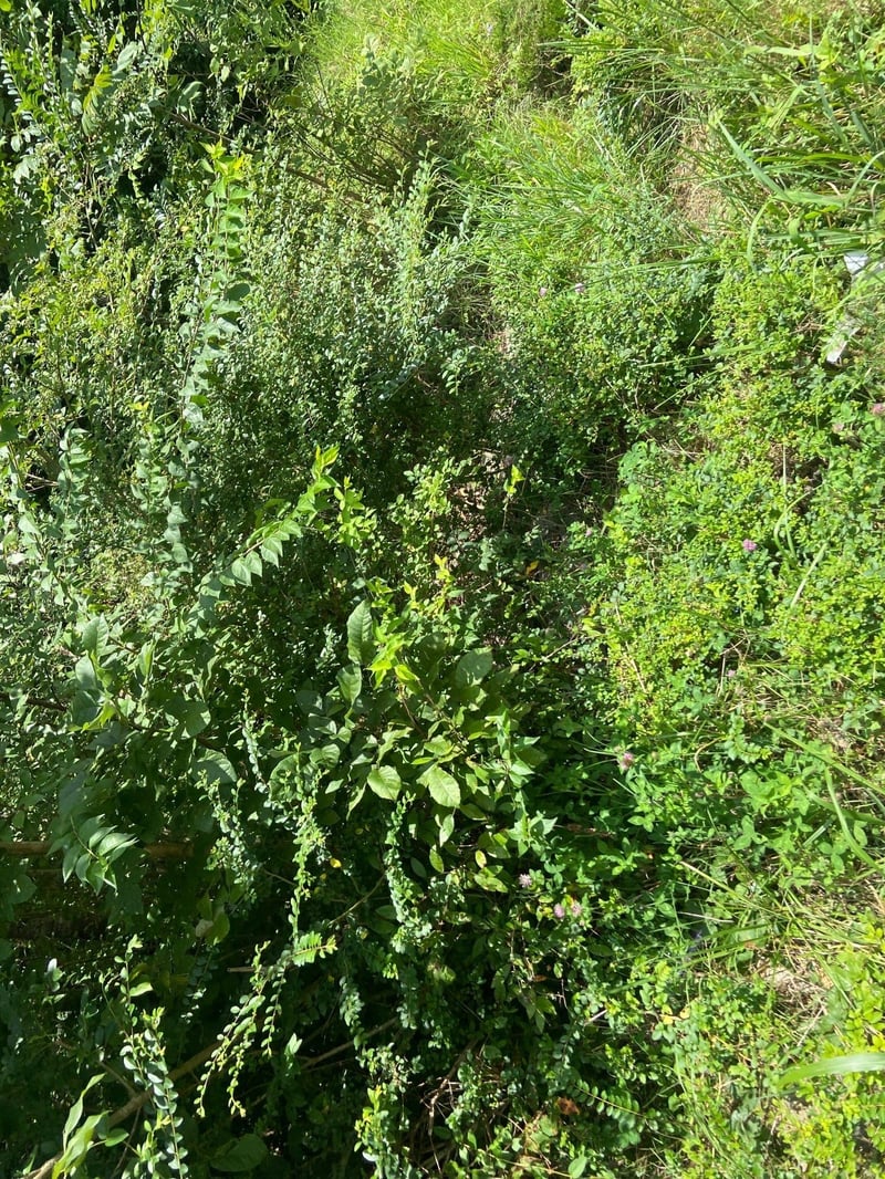 45 Ramsey Rd, Lebanon, TN 37087
