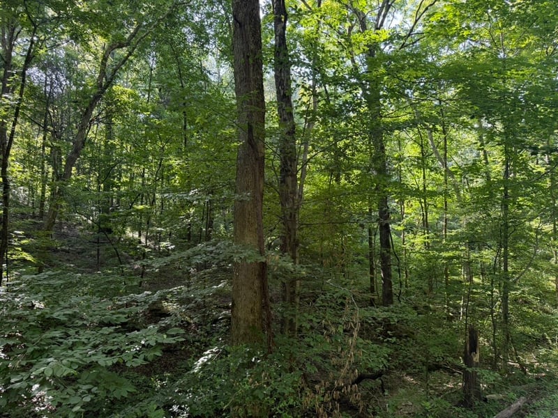 Roy Thompson, Mount Pleasant, TN 38474