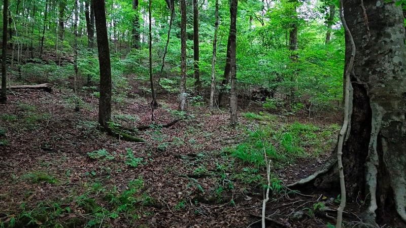 4 Cedar Hill Rd, White Bluff, TN 37187