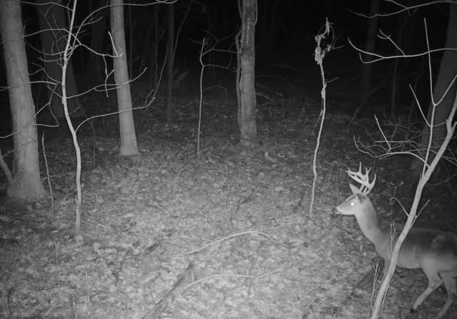 0 Dyer Branch Rd Lot 10, Gordonsville, TN 38563