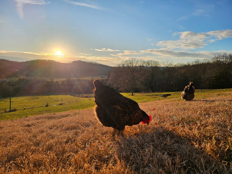 206 Dry Fork Creek Rd, Bethpage, TN 37022