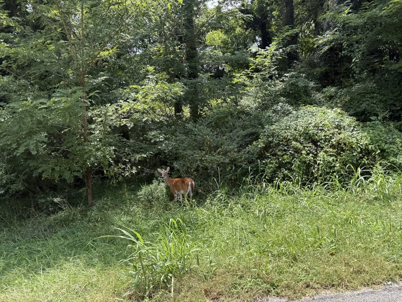913 Riverside Dr, Columbia, TN 38401