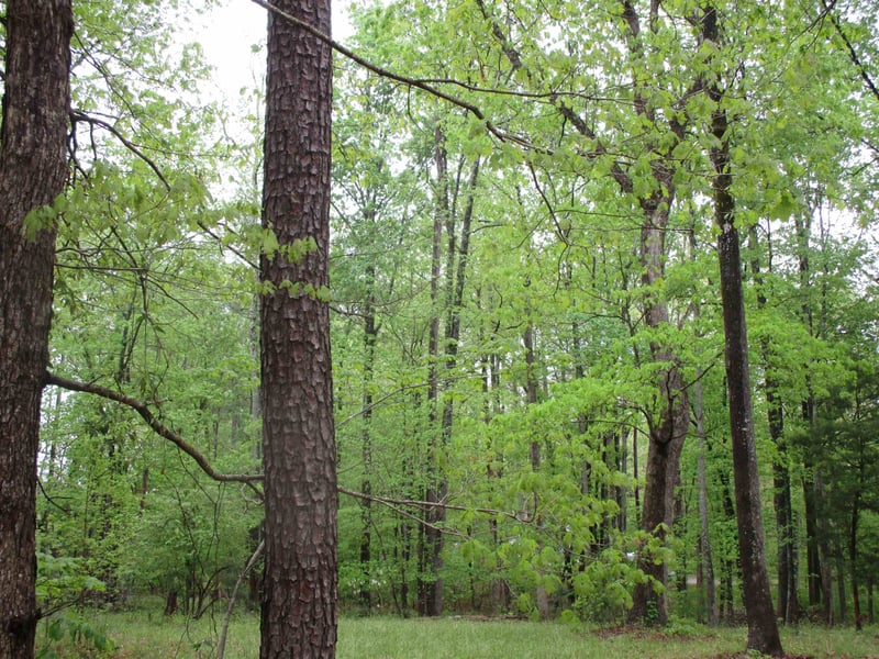 93 A E Deer Rn Lot 2, Apex, NC 27502