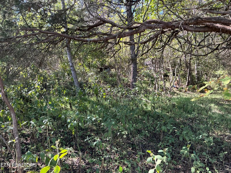 - - - - - Moore Ln, Powell, TN 37849