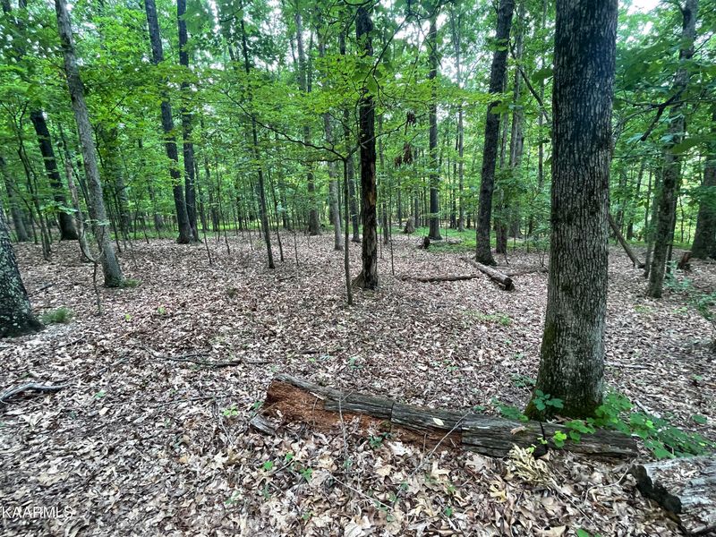 0 0 Loop Rd, Rockwood, TN 37854