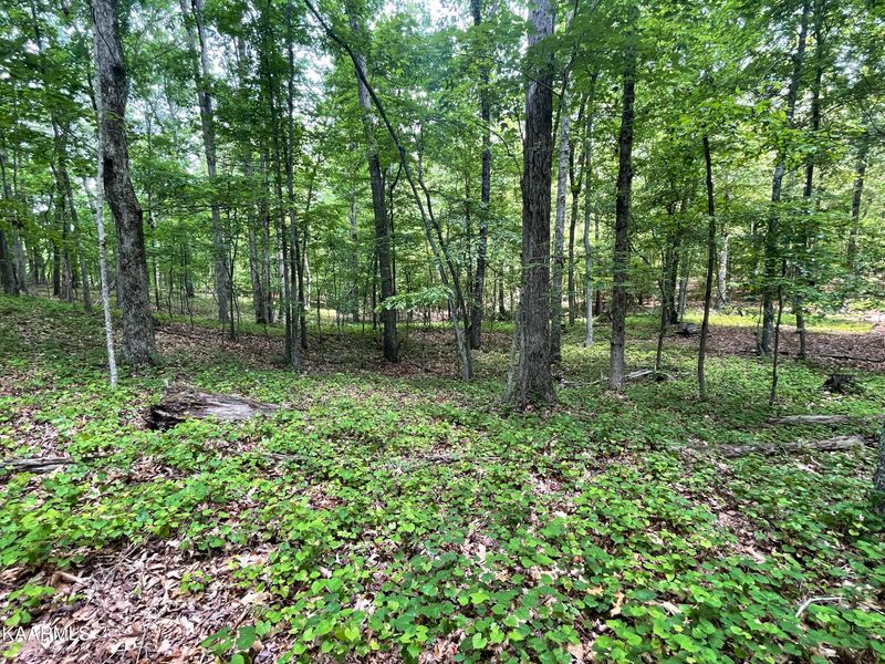 0 0 Loop Rd, Rockwood, TN 37854