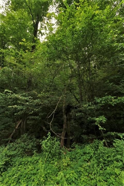 0 1 Rafter Rd, Tellico Plains, TN 37385