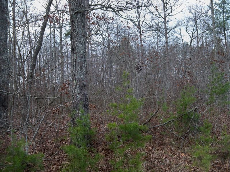 0 Abigail Trl, Deer Lodge, TN 37726