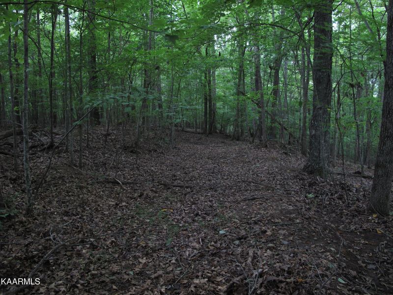 0 Alder Springs Rd, Lafollette, TN 37766