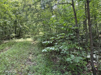 0 Anthony Rd, Deer Lodge, TN 37726