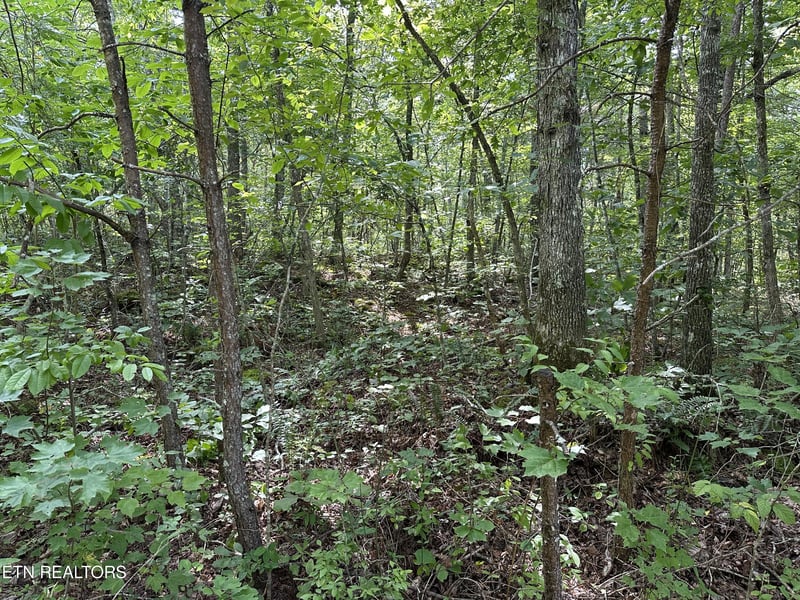 0 Anthony Rd, Deer Lodge, TN 37726