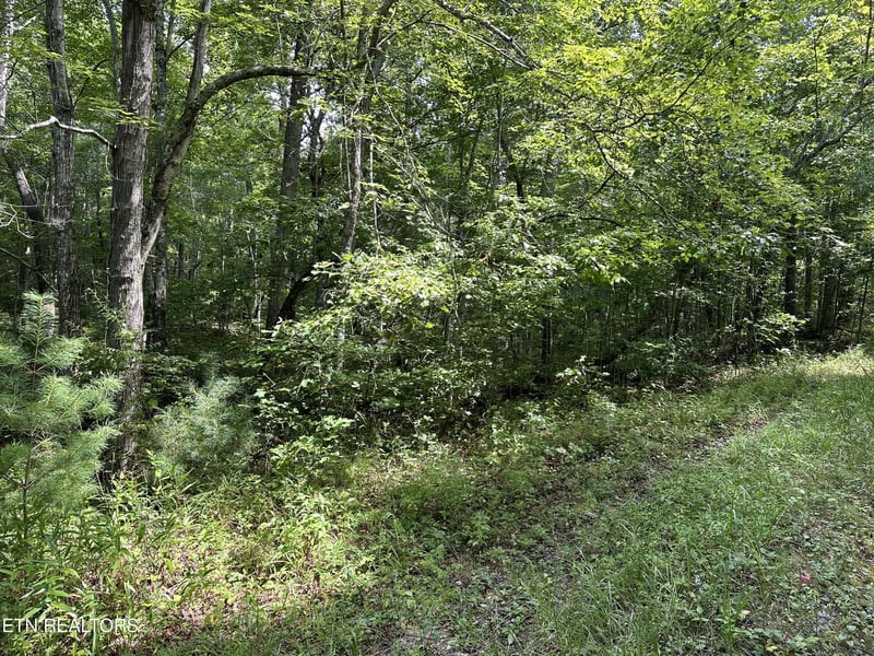 0 Anthony Rd, Deer Lodge, TN 37726