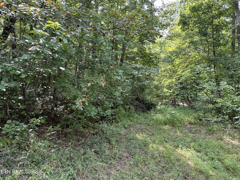 0 Anthony Rd, Deer Lodge, TN 37726