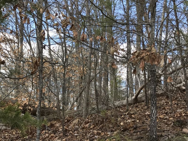 0 Big Ridge Point, Sharps Chapel, TN 37866