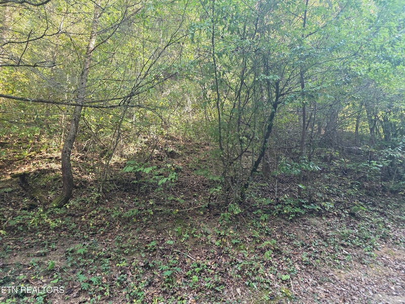 0 Black Bear Cub Way, Pigeon Forge, TN 37862