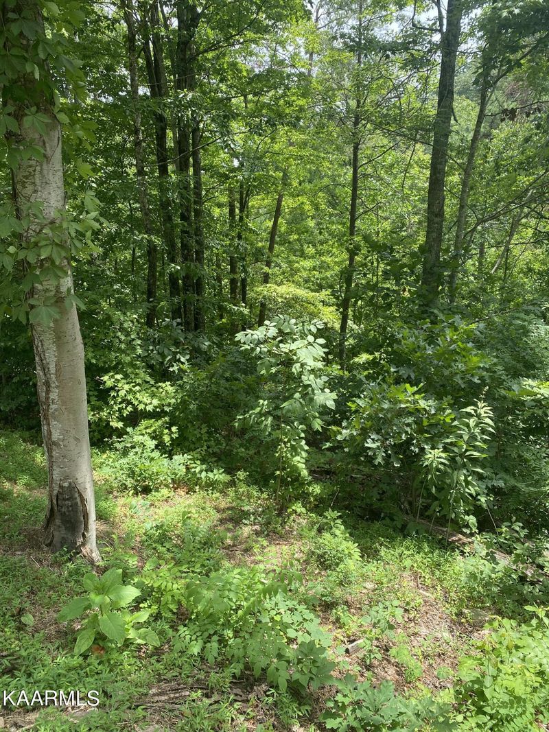 0 Black Bear Ln, Sevierville, TN 37862