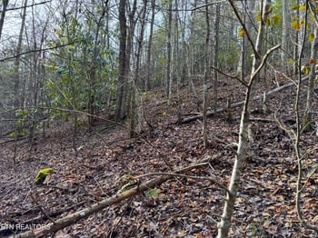 0 Black Gum Rd, Gatlinburg, TN 37738