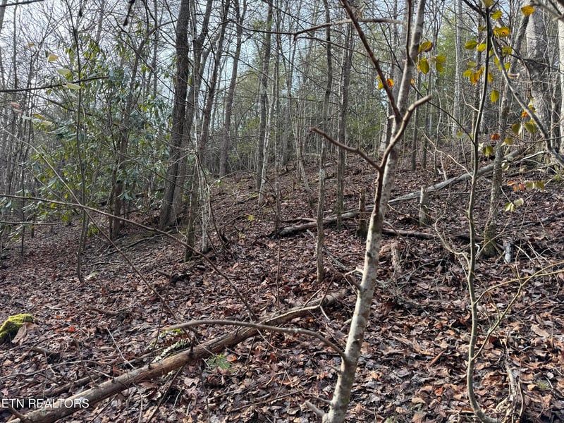 0 Black Gum Rd, Gatlinburg, TN 37738