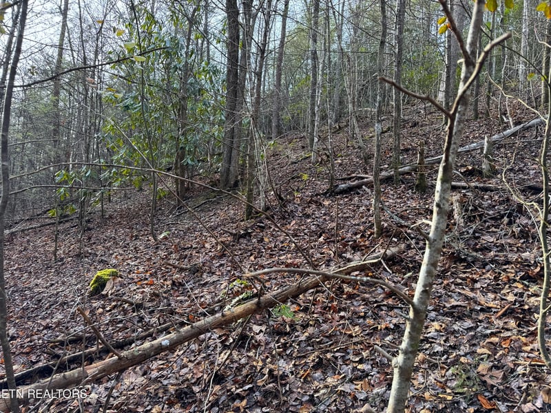 0 Black Gum Rd, Gatlinburg, TN 37738