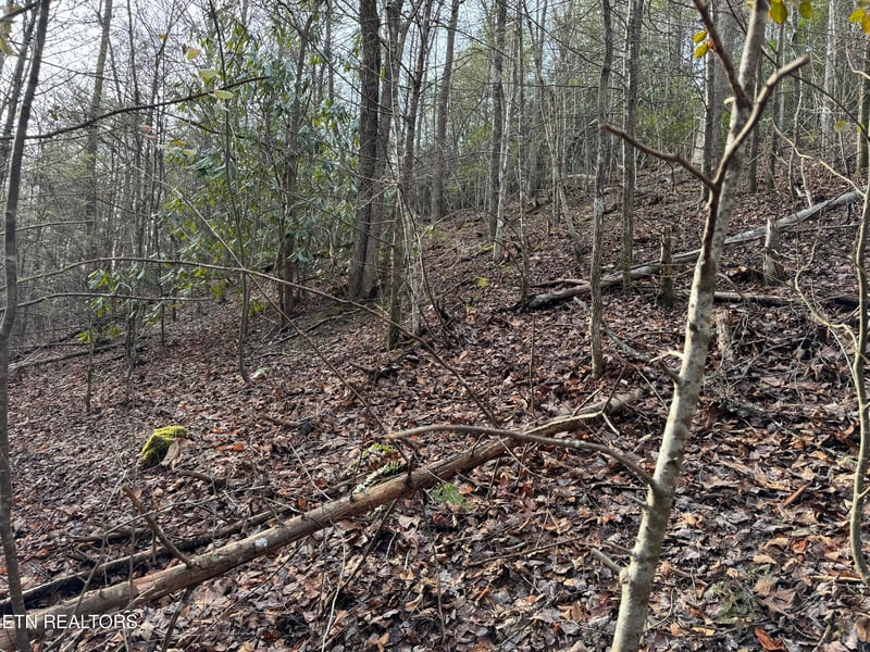 0 Black Gum Rd, Gatlinburg, TN 37738
