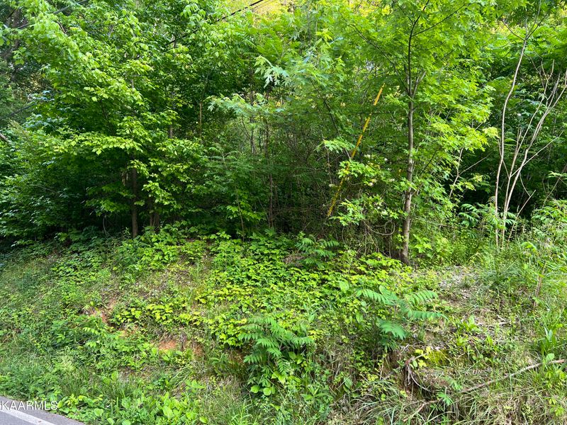0 Black Hollow Rd, Rockwood, TN 37854